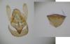 Bankesia conspurcatella